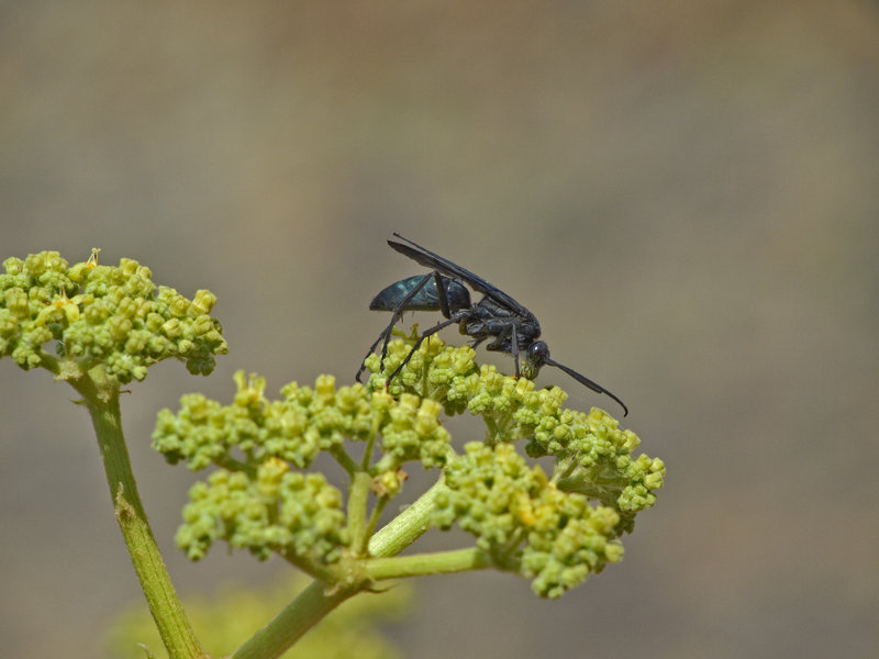 Wasp, Grootberg